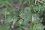 Hedge parsley